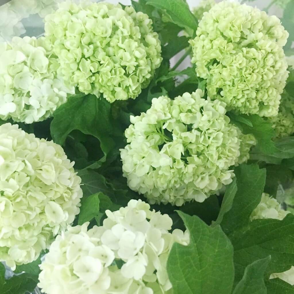 Snowball Viburnum